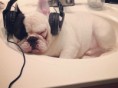 /album/fotogaleria-inicio/bulldog-escuhando-musica-jpg/